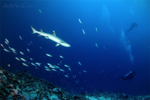 Whitetip Reef Shark watch over Divers in Bathala Maaga Ka... by Boris Pamikov 